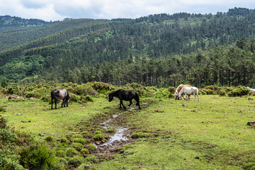 Wild horses along the road to San Andres de Teixido, A Coruna Province, Galicia, Spain