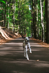 junger Dalmatiner / Hund rennt auf herbstlicher Straße im Wald