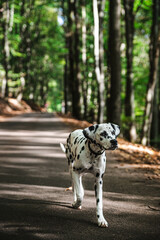 junger Dalmatiner / Hund rennt auf herbstlicher Straße im Wald