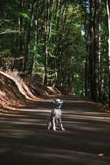 junger Hund (Dalmatiner) sitzt im Herbst auf Straße im Wald