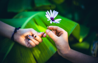 child hand offering a flower to another child