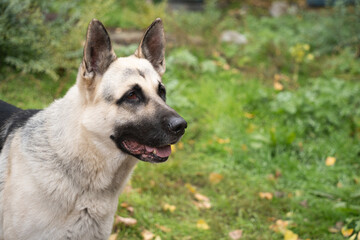 portrait of a shepherd dog on the street in summer