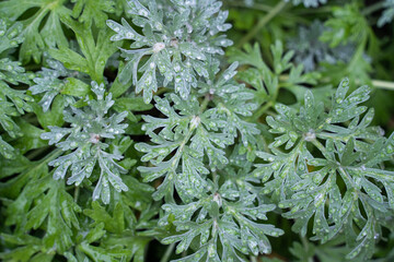 natural background of green leaves in water drops