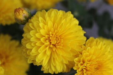 Image of a yellow chrysanthemum flower.