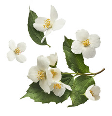 Jasmine bloom. A beautifull white flower of Jasmine falling in the air isolated