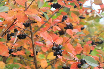 Image of black mountain ash branches