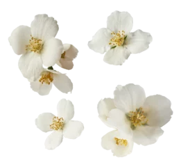 Keuken spatwand met foto Jasmine bloom. A beautifull white flower of Jasmine falling in the air isolated © Agave Studio