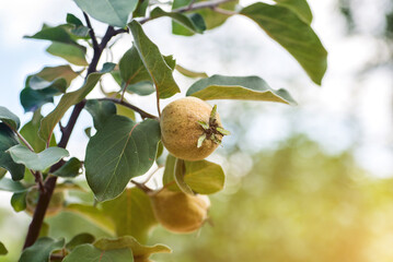 Quinces. Quinces on tree with beautiful bokeh. Copy space composition. Shallow DoF