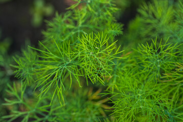 Green Dill Vegetable Background. Green background. Blurred Green Dill photo. Blurred Green Dill Background. Vegetable garden.