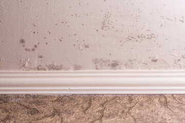 Stachybotrys chartarum also known as black mold or toxic black mold. The mold in cellulose-rich...