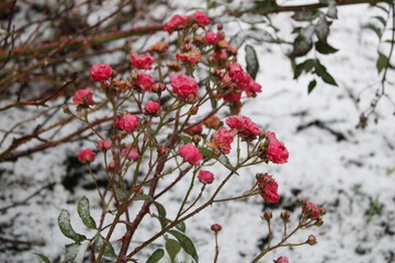 Beautiful red roses bush in snow background