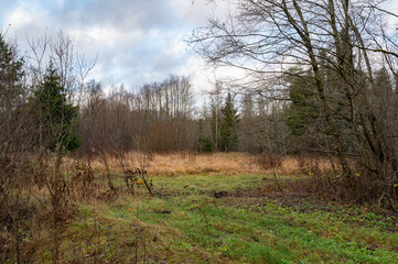 Obraz premium autumn landscape with trees