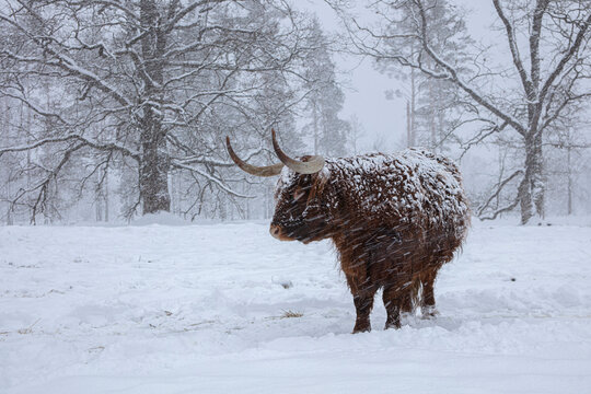 Cow in winter. Cow in snowfall. Scottish highland cattle in winter.