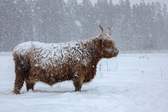 Cow in winter. Cow in snowfall. Scottish highland cattle in winter.