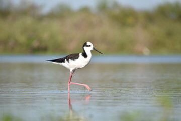 bird and water, south american stilt, nature black and white
