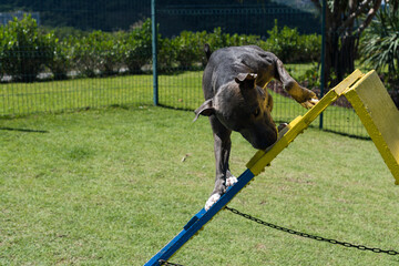 Blue nose Pit bull dog playing and having fun in the park. Grassy floor, agility ramp, ball....