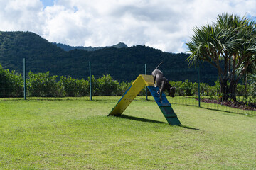 Blue nose Pit bull dog playing and having fun in the park. Grassy floor, agility ramp, ball....