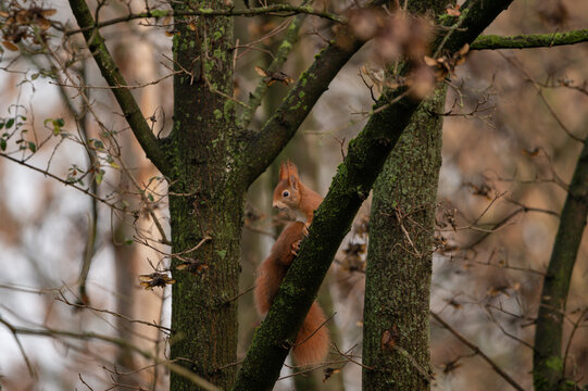 Ein kleines süßes Eichhörnchen klettert auf Ästen den Baum hinauf