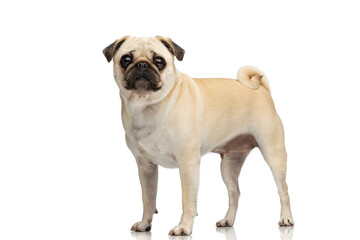 Cute pug dog looking at the camera while standing