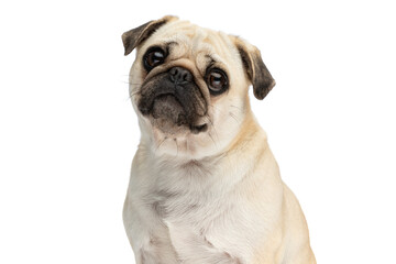 Obraz premium Close up on a sweet mops dog making big eyes