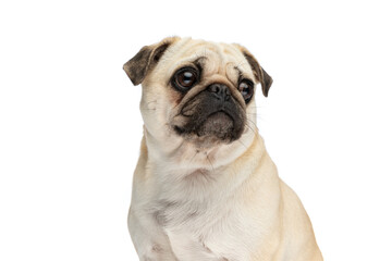 Close up on a pug dog looking away and sitting
