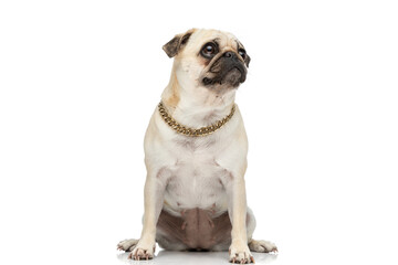 Sweet pug dog looking away while wearing a chain