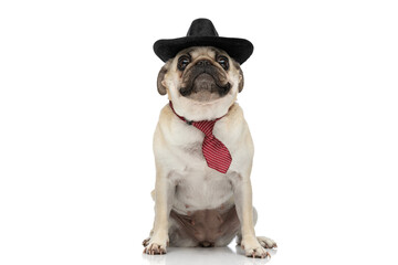 Fototapeta premium Cute mops dog looking at the camera