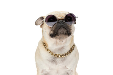 Portrait of a pug dog wearing sunglasses