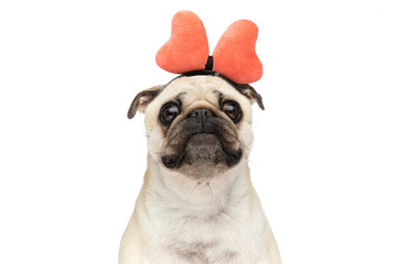 Close-up on a beautiful pug dog making big eyes