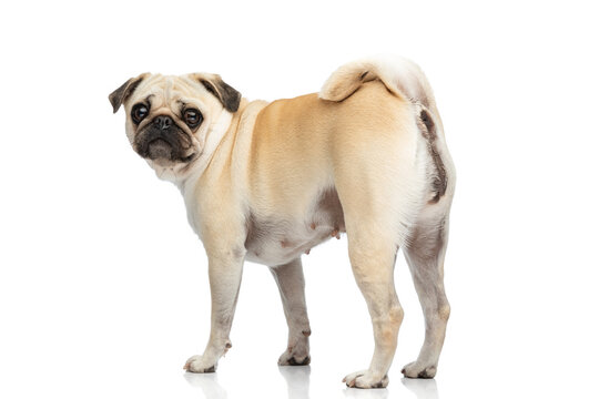 full body picture of a mop dog showing his buttocks