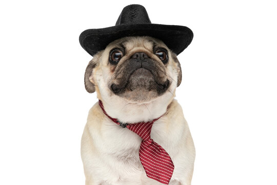 Portrait Of A Cute Mop Dog Wearing A Black Hat