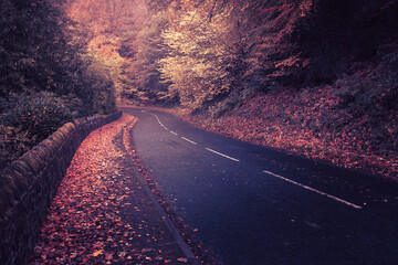 Autumn road 