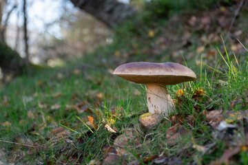 Boletus mushroom in the forest