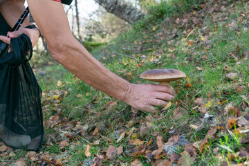 person picking mushrooms in the forest