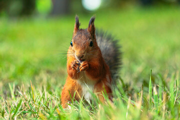 Portrait of a red, adult squirrel with a fluffy tail in an autumn park. A squirrel in the park is sitting on its hind legs, gnawing a nut.  Animals in the city park. Blurred background. 