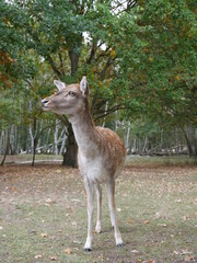 Deer in a forest - Reh in einem Wald