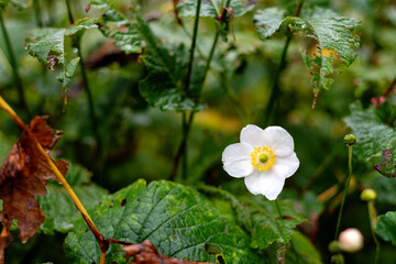 Weisse Blume in Grünen Blätter