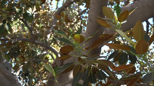 Ramas de un gran ficus con brotes 