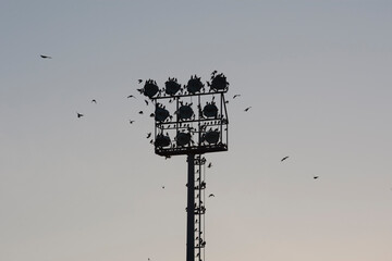 Silhouette of a flock of starlings in the spotlights of a soccer field - Powered by Adobe