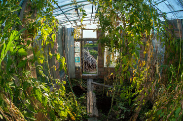 Soil preparation in the greenhouse. Application of humus, compost for the future harvest. Clean...