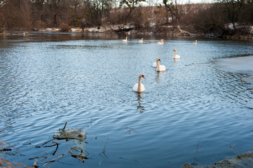 white swans group on the lake swim well under the bright sun