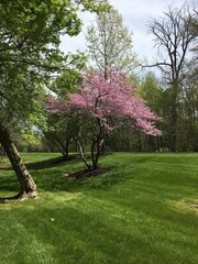 Obraz premium Spring