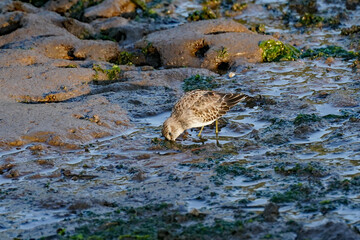 Least Sandpiper with beak in mud