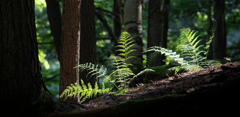 Forest of ferns - Powered by Adobe