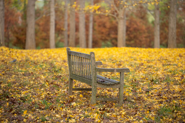 VA State Arboretum - Ginkgo Trees