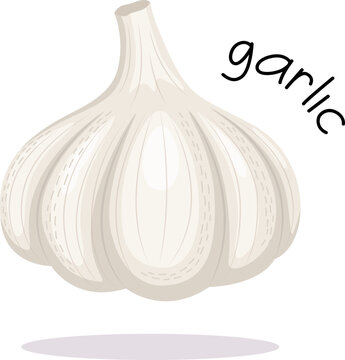 Vector illustration of garlic isolated on white background. Isolated image in flat style.