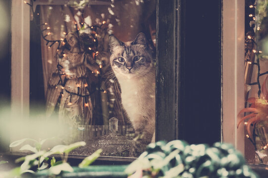 a cat looks out of a window, christmas mood