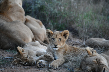 Löwe(n) mit kleinen und ohne in den Reservaten Südafrikas