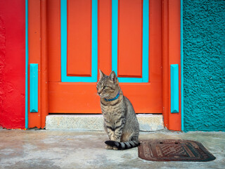 Cat Stands by a Beautiful Blue and Orange Doorstep