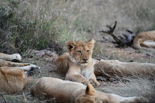 Löwe(n) mit kleinen und ohne in den Reservaten Südafrikas